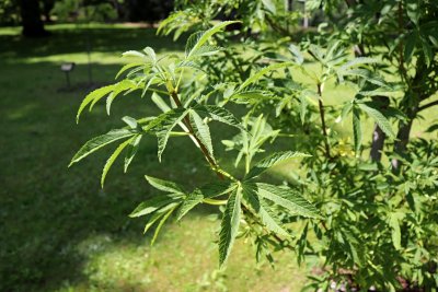Aesculus hippocastanum 'Digitata' - jírovec maďal - listy